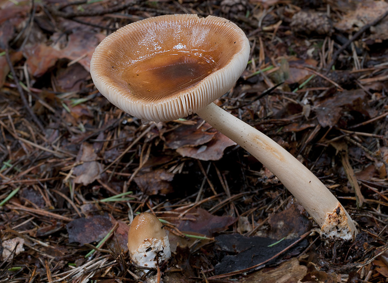 Amanita fulva